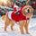 ZENOVAP™ Santa Sleigh Dog Costume